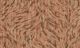 Velurtapet Moooi Extinct Animals MO2042 Gold GA.