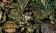 Velurtapet Moooi Extinct Animals MO2071 Raven GA.